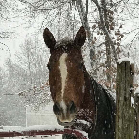 Meet your Posher, Grace - Picture 1 of 1